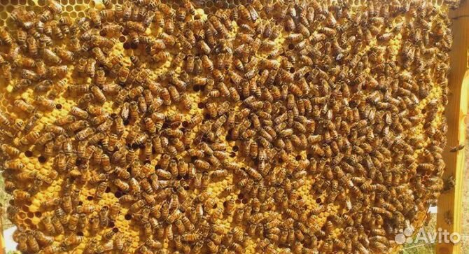 Бакфаст Кордован Пчеломатки F1