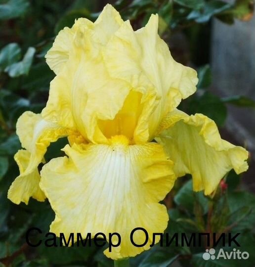 Ирисы бородатые