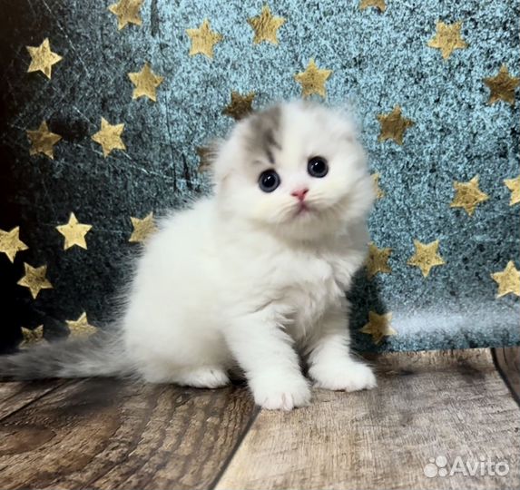 Шотландские малыши