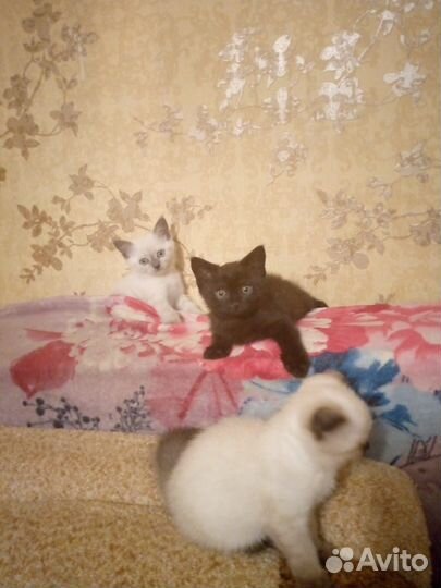 Кошки шотландцы