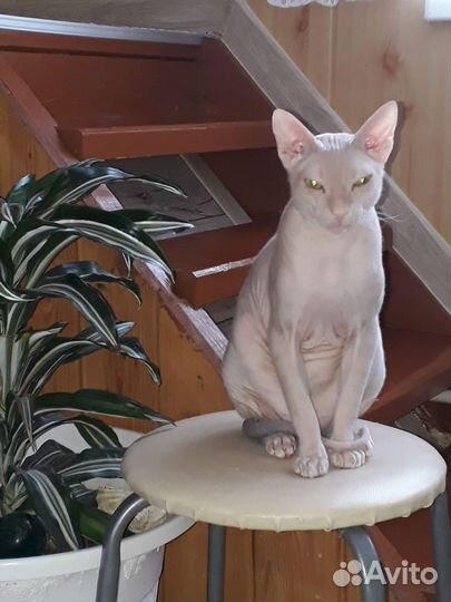 Кот вязка