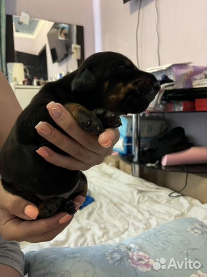 Щенки добермана