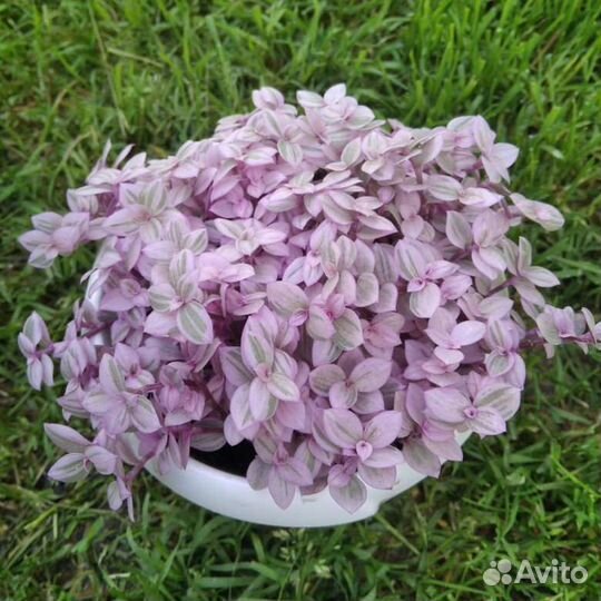 Дихондра, коллизия розовая, зелёная