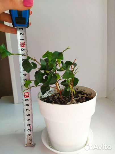 Фикус бенджамина Барок