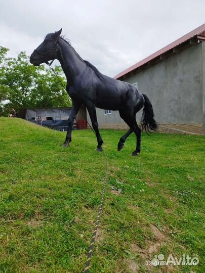 Карачаевский жеребец