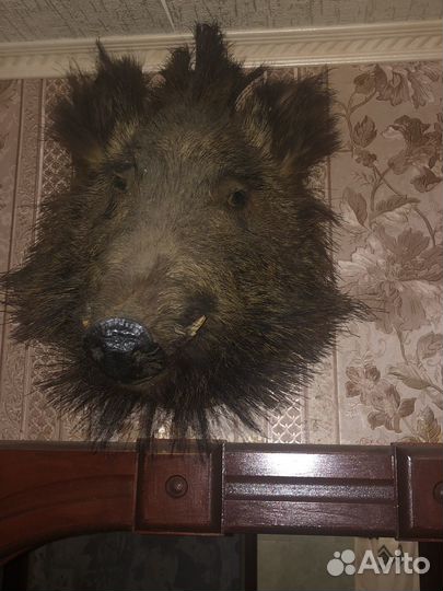 Чучело головы кабана