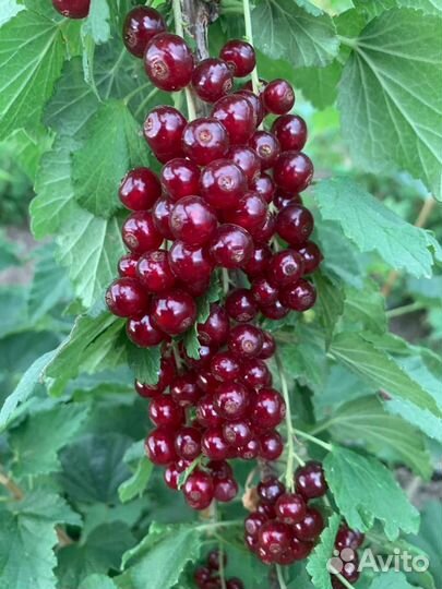 Саженцы красной смородины