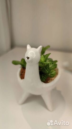 Флорариум мини