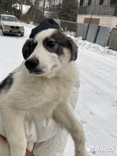 Собака в добрые руки щенок