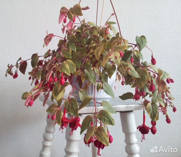 Фуксия ампельная вариегатная