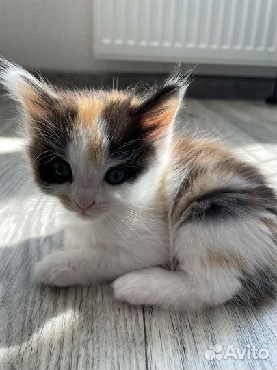 Котята в добрые руки даром