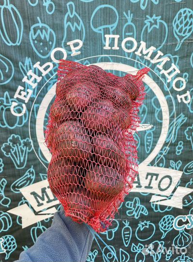 Картофель белый на хранение