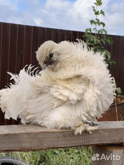 Петух китайский шелковый