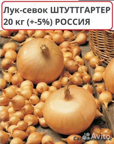 Лук севок озерский фото отзывы