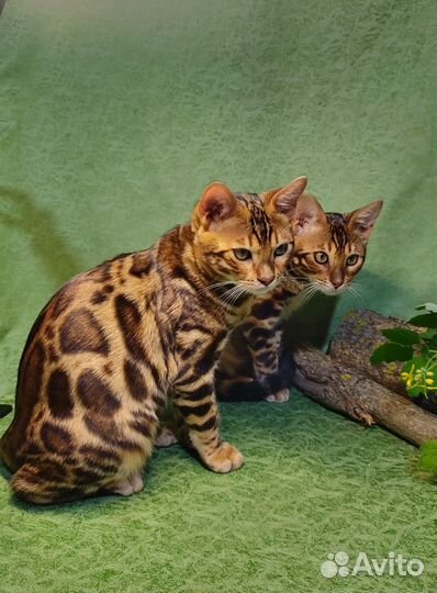 Бенгальские котята