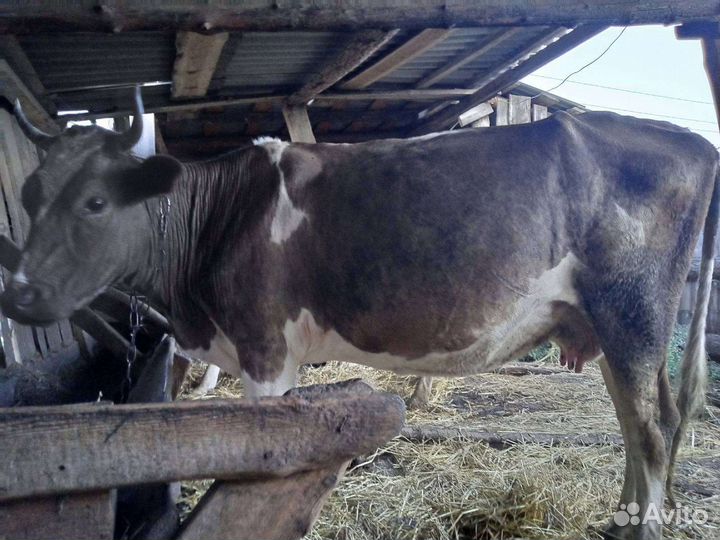 Продается дойная корова