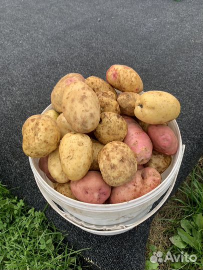 Продукты питания