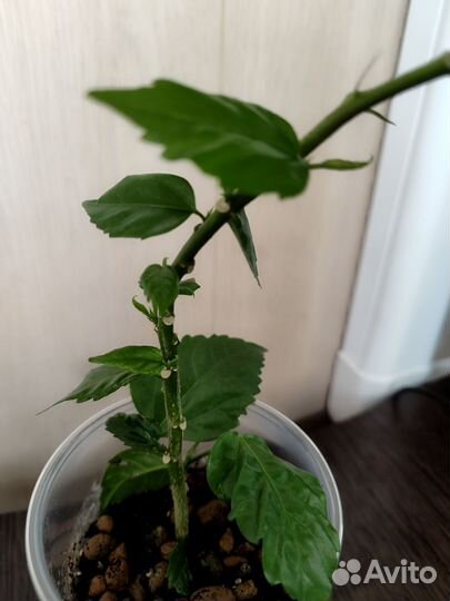 Гибискус китайская роза