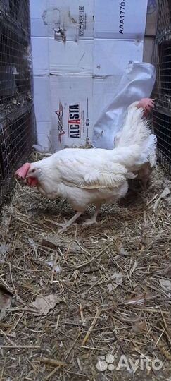 Куры несушки