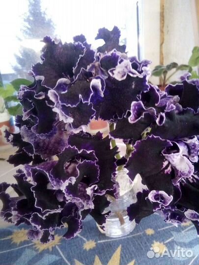 Стрептокарпус