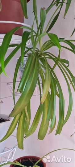 Комнатные растения цветы