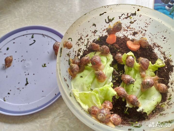 Улитки ахатины