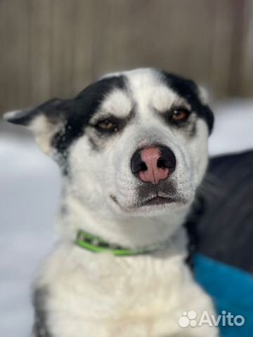 Небольшая Собака в дар