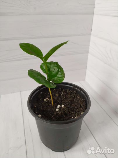 Кофе арабика