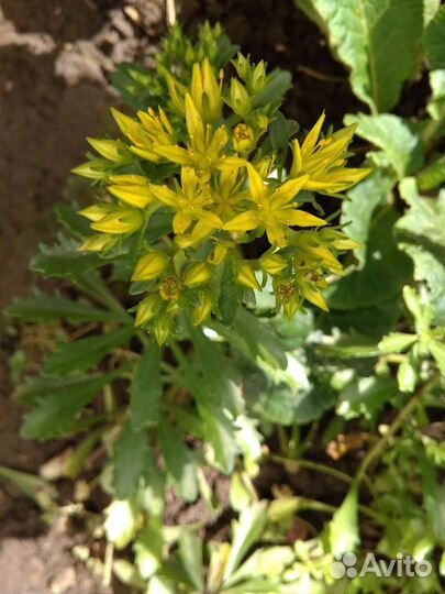 Многолетние растения