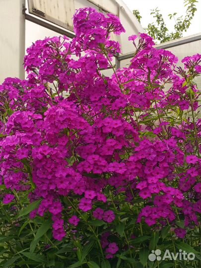 Флоксы кусты