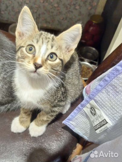Очень милый котик,2.5 мес,в добрые ручки