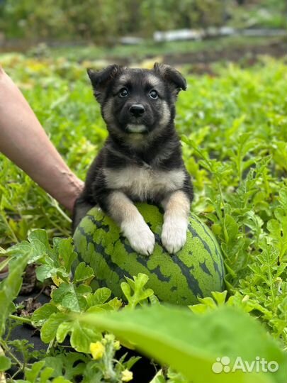 Щенок в заботливые руки бесплатно