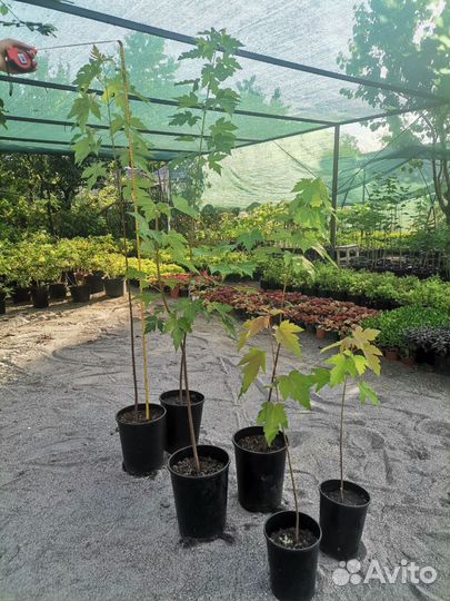 Клен остролистный в горшках