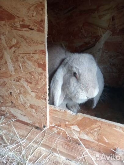 Кролики породы французский баран