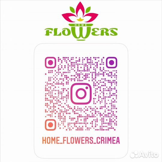 Спатифиллум