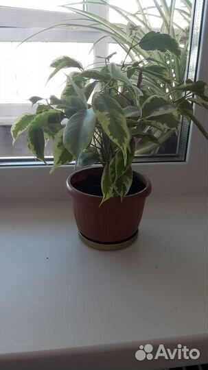 Толстянка,фикус Бенжамина