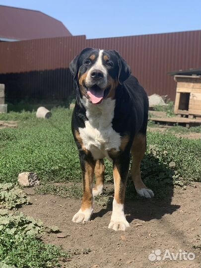 Швейцарский зенненхунд