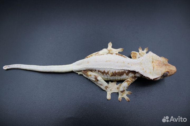 Гекконы бананоеды, лили вайт, Liiiy White