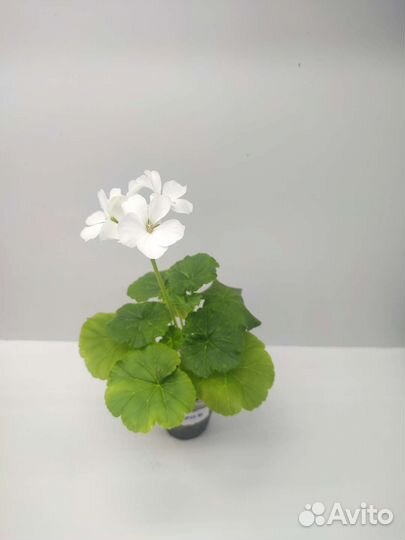 Герань пеларгония Нано белая, розовая, алая (мини)