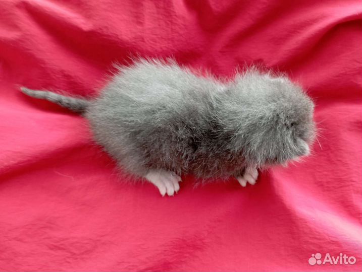 Котенок длинношерстный мальчик серо-белый