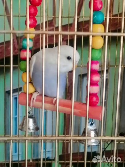 Волнистый попугаи