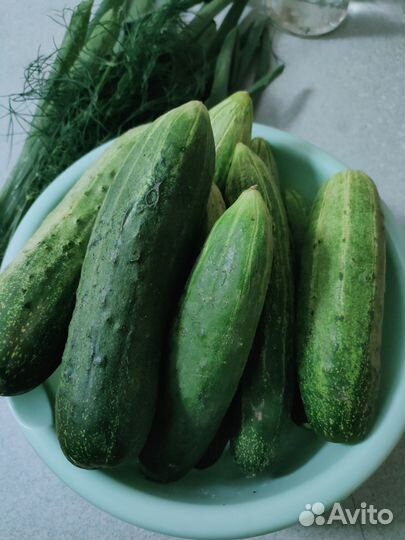 Огурцы с собственной дачи