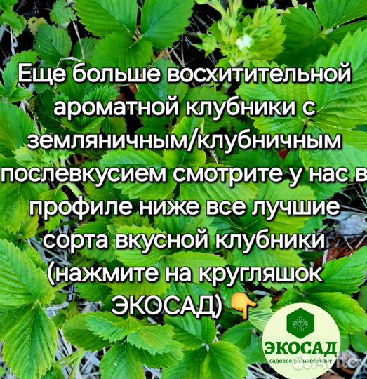 Клубника рассада саженцы 84 лучших сорта 2024-2025