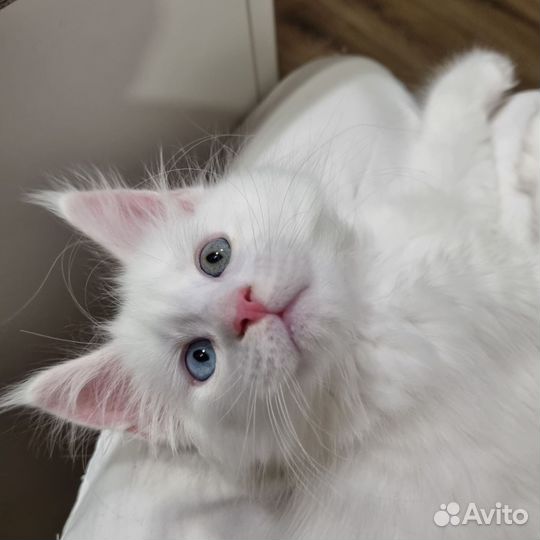 Котята мейнкун к резерву