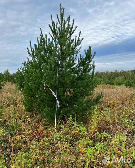 Сосна Обыкновенная саженцы с доставкой