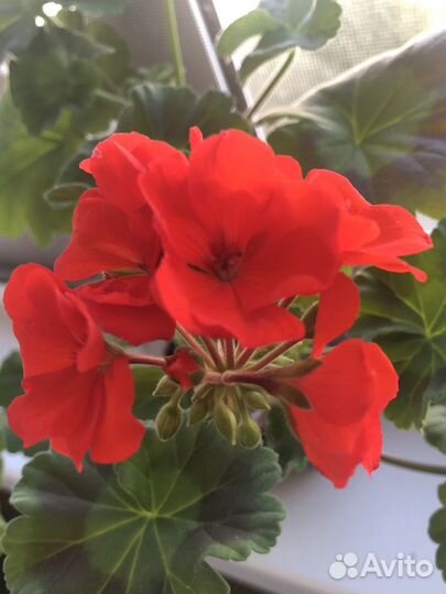 Пеларгония розебудная королевская разные на срез
