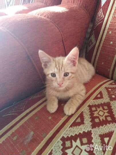 Котята в добрые руки бесплатно