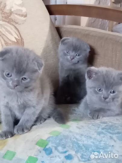 Британские котята