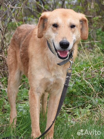 Собака в дар