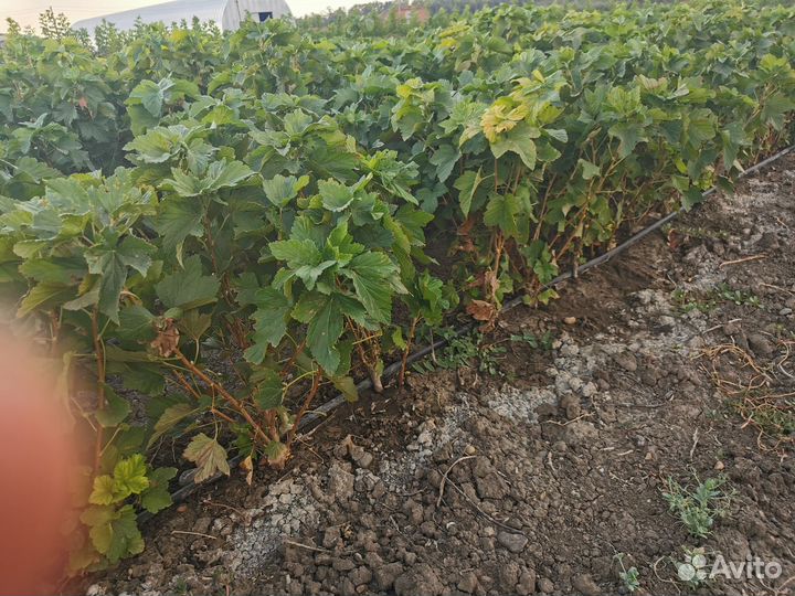 Саженцы Чёрная смородина